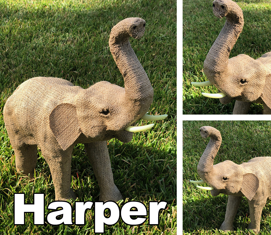 Harper the Elephant
